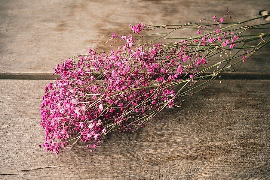 Trockenblume Schleierkraut Dunkelrot getrocknet im Bund günstig online kaufen