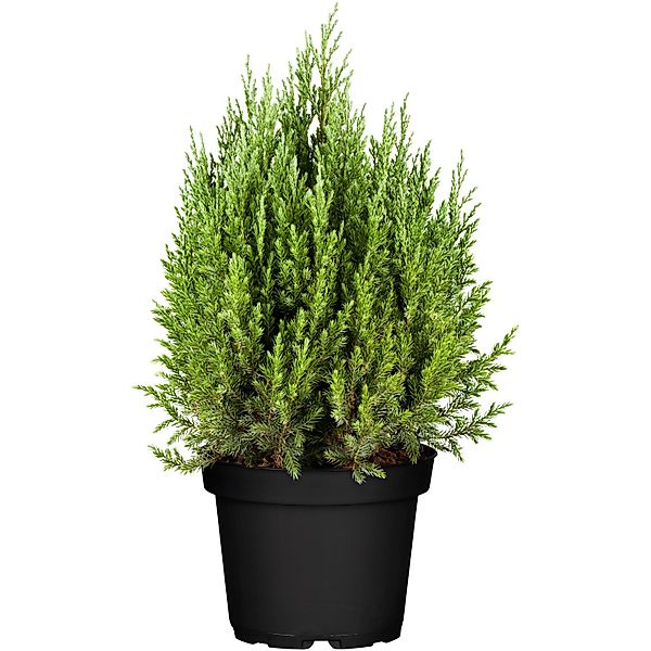 OBI Kegel-Mooswacholder Stricta Blau Höhe ca. 10 - 20 cm Topf ca. 2, Junipe günstig online kaufen