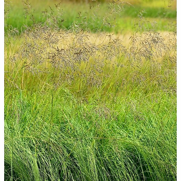 Bogen Liebesgras - großer Topf - Eragrostis curvula günstig online kaufen