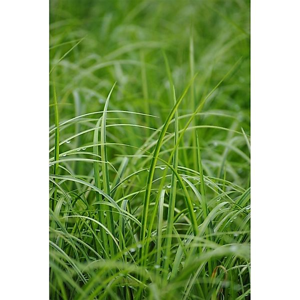 Acorus Gramineus Ogon Japanische Segge Gelbgrün Ca. 9x9 cm Topf günstig online kaufen