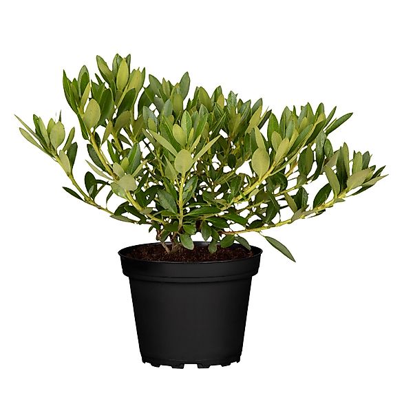 GROW by OBI Rhododendron Bloombux Rosa Höhe ca. 5 - 10 cm Topf 2 l Rhododen günstig online kaufen