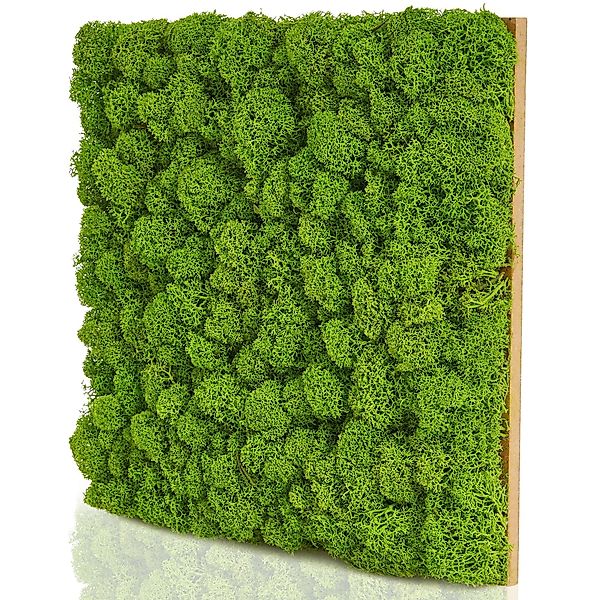 naturewalls Wandpaneel Moospaneele BASIC 25x25 - günstig online kaufen