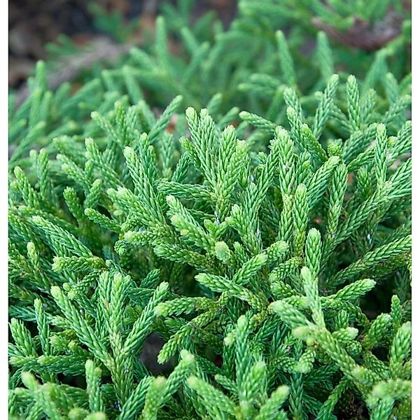 Hochstamm Zwerg Sicheltanne Little Champion 80-100cm - Cryptomeria japonica günstig online kaufen