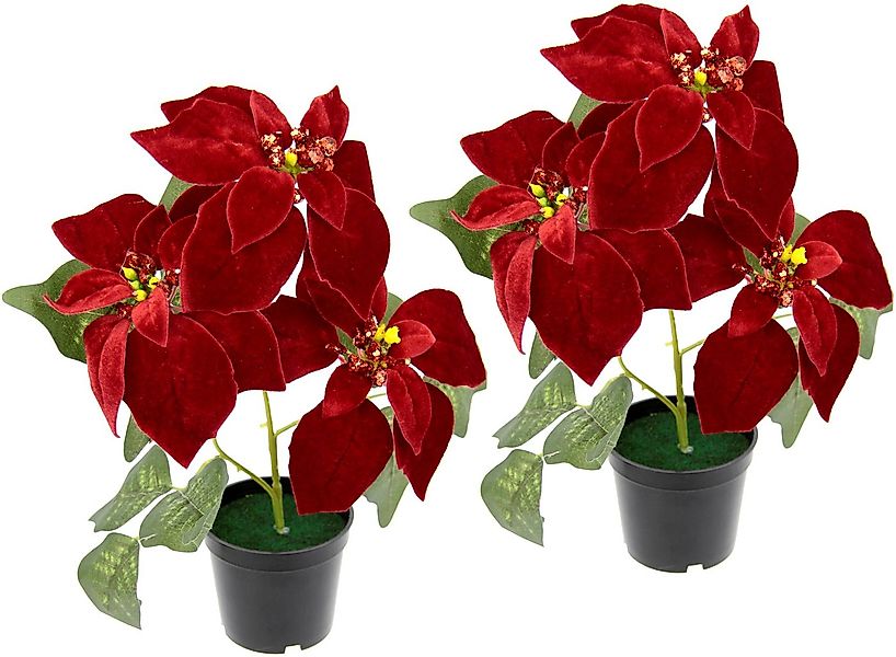Kunstpflanze Samt-Poinsettie Poinsettie, I.GE.A., Höhe 32 cm, im Topf, 2er günstig online kaufen
