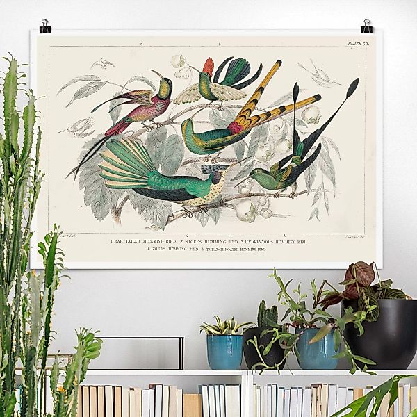 Poster Kolibri-Diagramm günstig online kaufen