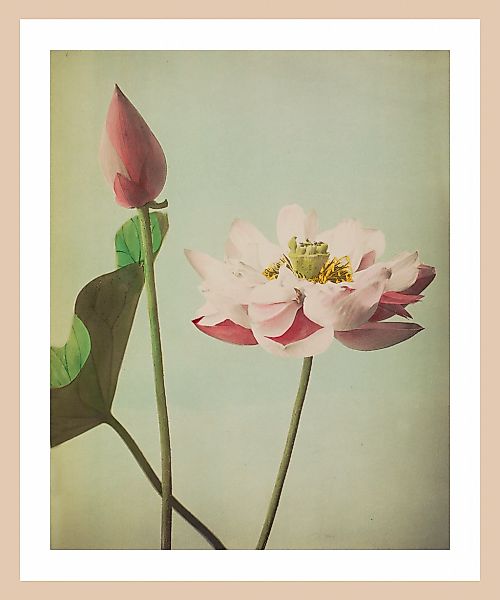 queence Bild mit Rahmen "Gudrun" Blumenbilder  Kunst  Pflanze Premium Rahme günstig online kaufen