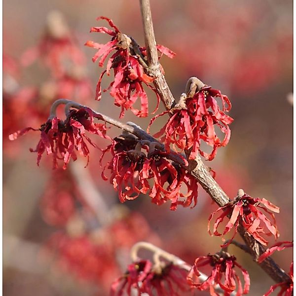 Zaubernuß Feuerzauber 80-100cm - Hamamelis intermedia günstig online kaufen