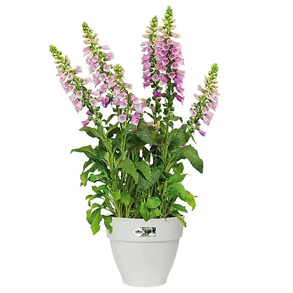 Blumentopf Weiß 25x21cm 6,5L günstig online kaufen