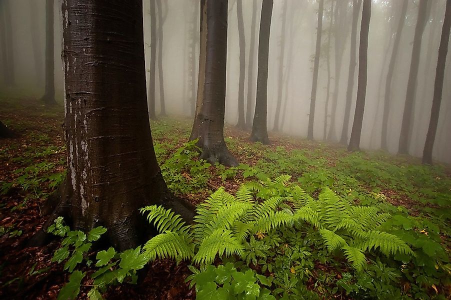 Papermoon Fototapete "Mystischer Wald" günstig online kaufen