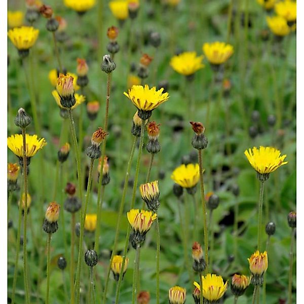 Silberblättriges Mausohr Niveum - Hieracium pilosella günstig online kaufen