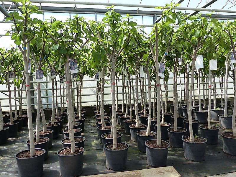 gruenwaren jakubik Feigenbaum Feigenbaum 160-180 cm Obstbaum winterhart Fic günstig online kaufen