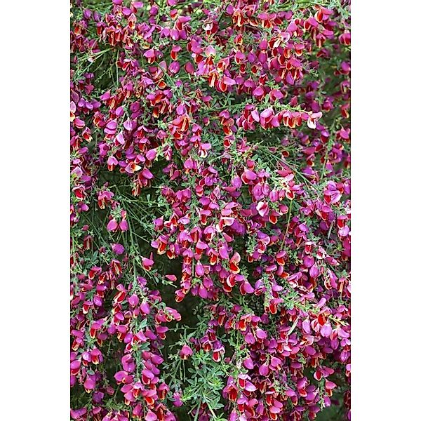 Cytisus Scoparius Besenginster Roter Favorit 40-60 cm günstig online kaufen