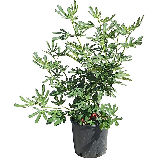 GROW by OBI Echte Feige Höhe ca. 50 - 60 cm Topf ca. 10, Ficus carica günstig online kaufen