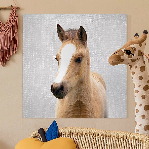 Leinwandbild Baby Pferd Philipp günstig online kaufen