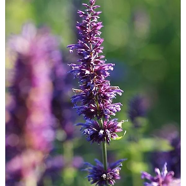 Duftnessel Purple Haze - Agastache foeniculum günstig online kaufen