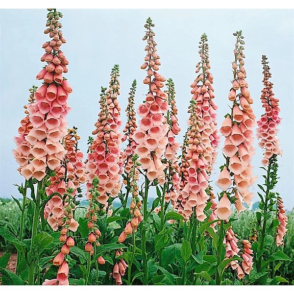 Digitalis Purpurea Fingerhut Apricot Ca. 9x9 cm Topf günstig online kaufen