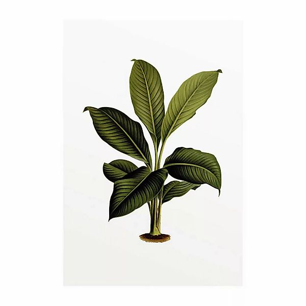 Komar Poster Elastica Leaf Pflanzen B/L: ca. 50x70 cm günstig online kaufen