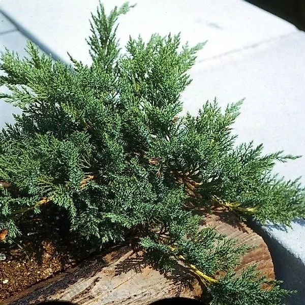 Mooswacholder Rockery Gem 20-30cm - Juniperus Sabina günstig online kaufen