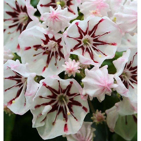 Berglorbeer Peppermint 30-40cm - Kalmia latifolia günstig online kaufen