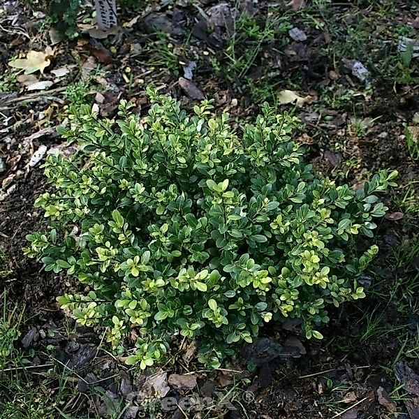 Stechpalme Ilex Eurotal 30-40cm - ilex crenata günstig online kaufen