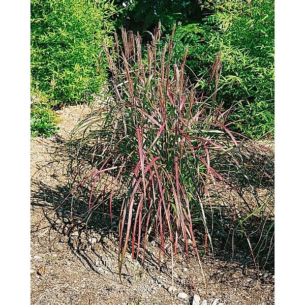 Miscanthus Sinensis Flammenmeer Chinaschilf 3-5 Liter Container günstig online kaufen