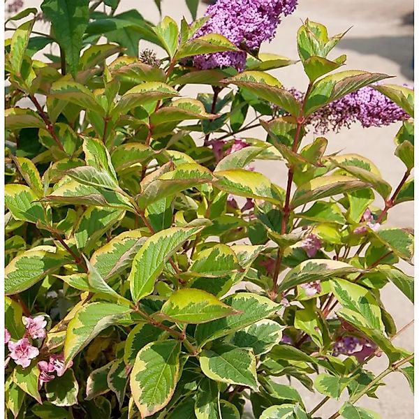 Hochstamm Weigelie Moline Rouge 80-100cm - Weigela florida günstig online kaufen