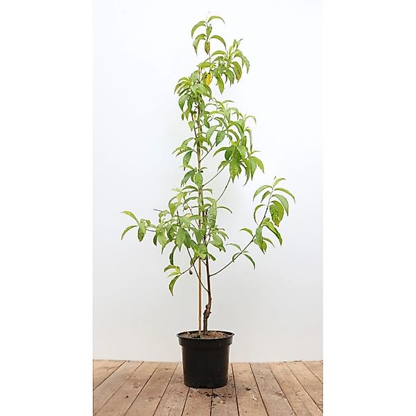 Prunus Nucipersica Flavortop Pfirsich Cac 150-200cm günstig online kaufen
