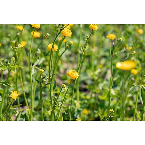 Ranunculus Acris Multiplex Scharfer Hahnenfuß Ca. 9x9 cm Topf günstig online kaufen