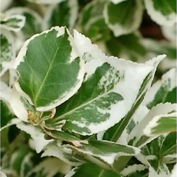 Hochstamm Japanischer Spindelstrauch Kathy 60-80cm - Euonymus japonicus günstig online kaufen