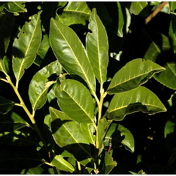 Lorbeerkirsche Greenpeace 60-80cm - Prunus laurocerasus günstig online kaufen