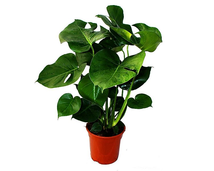 Exotenherz Zimmerpflanze Monstera deliciosa - Fensterblatt - 21cm Topf - ca günstig online kaufen