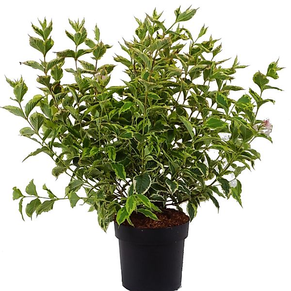 Weigelie Nana Höhe ca. 50-60 cm Topf ca. 6 l Weigela florida günstig online kaufen