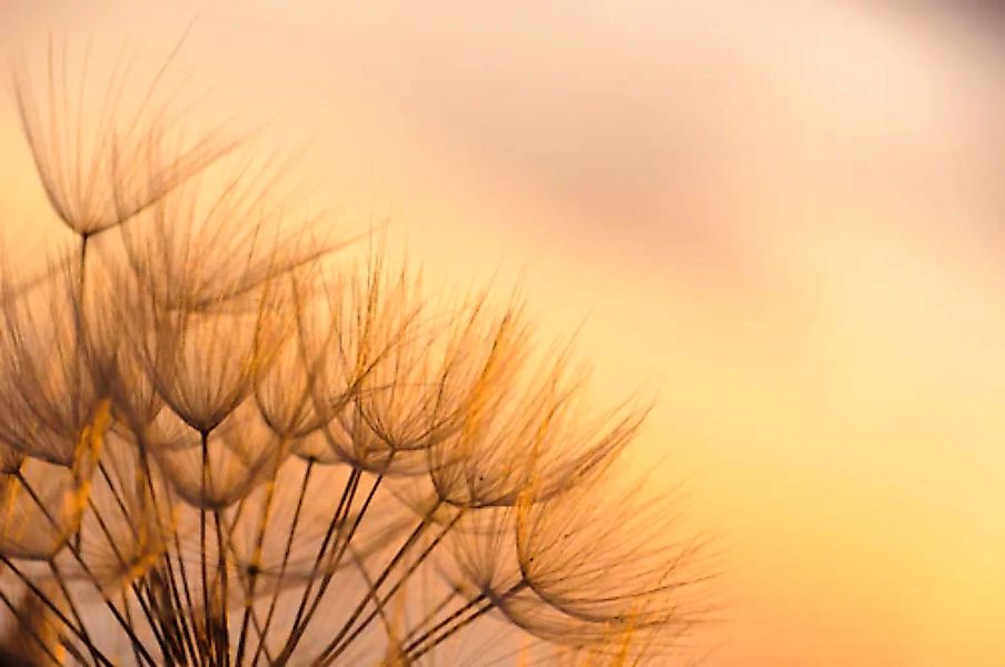 Papermoon Fototapete »Dandelion Sunset« günstig online kaufen