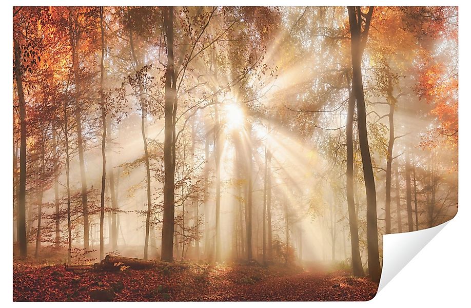 Wallarena Fototapete Wald Sonne Vlies Tapete günstig online kaufen