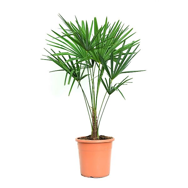 GROW by OBI Hanfpalme Topf-Ø ca. 24 cm Trachycarpus fortunei günstig online kaufen