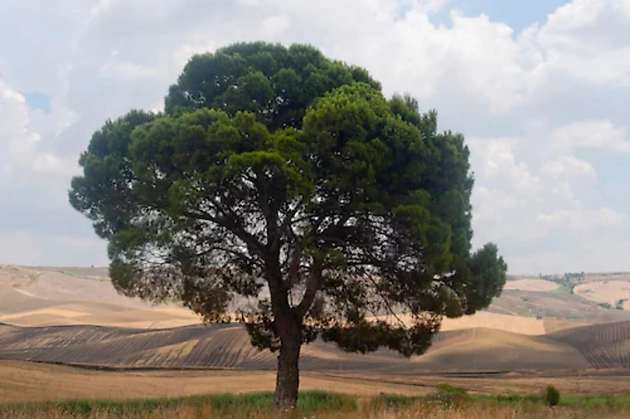Papermoon Fototapete »Baum in Landschaft« günstig online kaufen