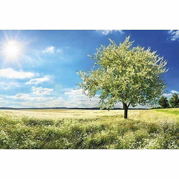 Fototapete BLOSSOM TREE  | MS-5-0096 | Grün | Digitaldruck auf Vliesträger günstig online kaufen