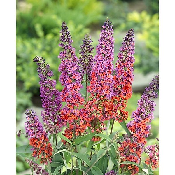 Buddleja Davidii Schmetterlingsstrauch Flower Power R 100-125 cm günstig online kaufen