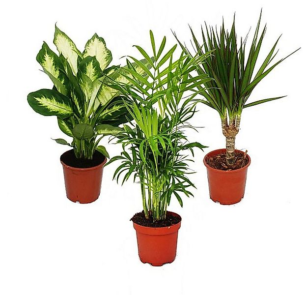 Exotenherz Zimmerpflanze Zimmerpflanzen und Grünpflanzen luftreinigend im 1 günstig online kaufen