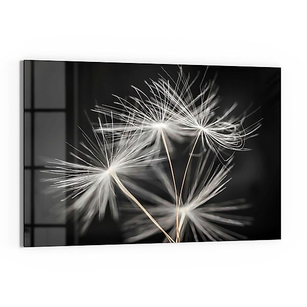 DEQORI Glasbild 'Samen der Pusteblume', 'Samen günstig online kaufen