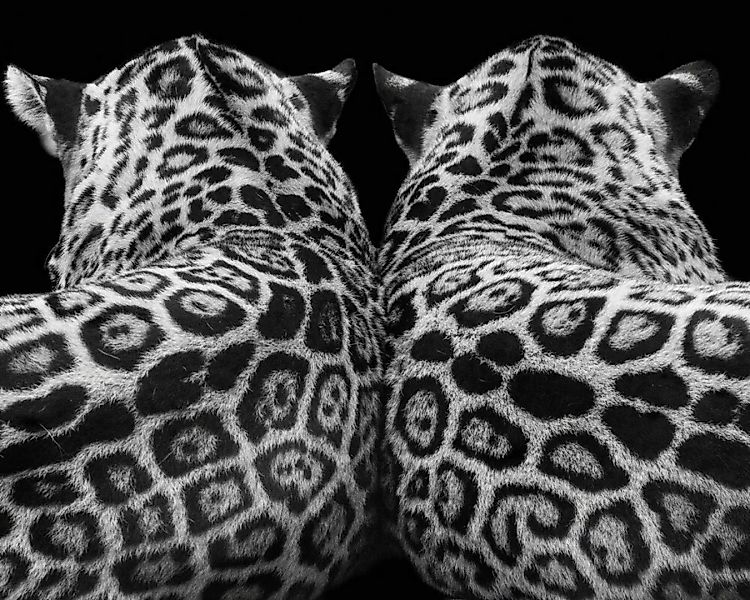 Fototapete "Leopardpaar" 4,00x2,50 m / Glattvlies Perlmutt günstig online kaufen