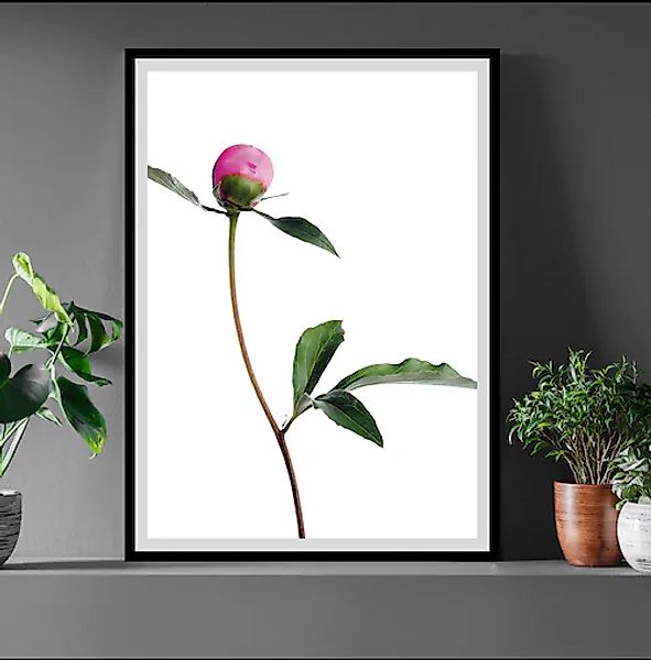 queence Bild »Manuel«, Blumen, gerahmt, Rosen günstig online kaufen