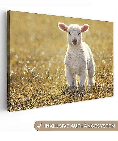 OneMillionCanvasses® Leinwandbild Schafe - Gras - Sonne, Fotodruck (1 St), günstig online kaufen