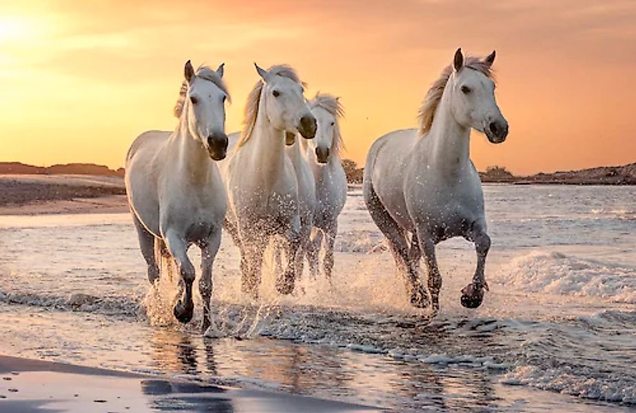 Papermoon Fototapete »PFERDE-CAMARGUE GALLOP STRAND MEER TIERE KÜSTE PROVEN günstig online kaufen