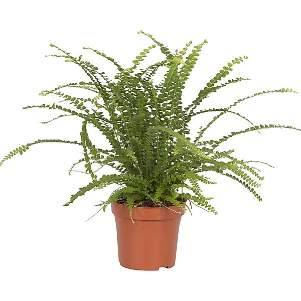 Schwertfarn Duffy Topf-Ø ca. 12 cm Nephrolepis günstig online kaufen