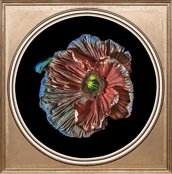 queence Acrylglasbild »Blume«, Blumen-Blumenbilder-Kunst-Pflanzen-Pflanzenb günstig online kaufen