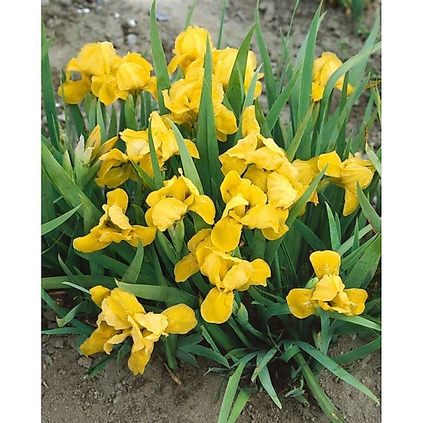 Iris X Barb.-nana Brassie Zwergiris Ca. 11x11 cm Topf günstig online kaufen