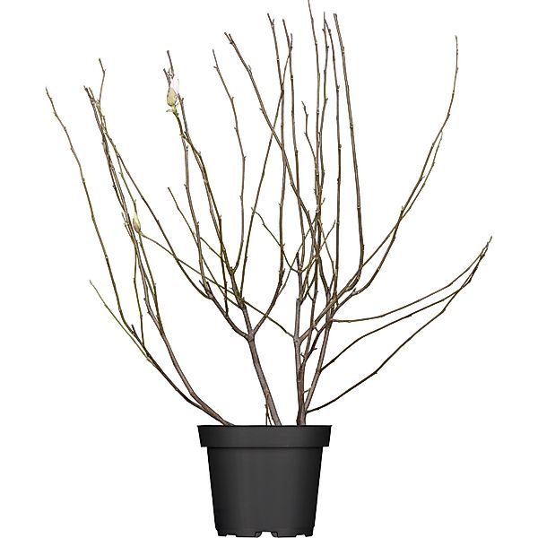 Magnolien Höhe ca. 100 - 120 cm Topf ca. 10 l Magnolia günstig online kaufen
