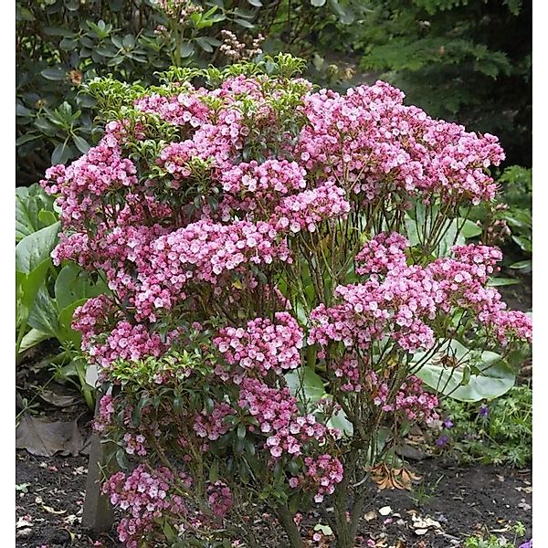 Großer Berglorbeer Little Linda 15-20cm - Kalmia,atifolia günstig online kaufen