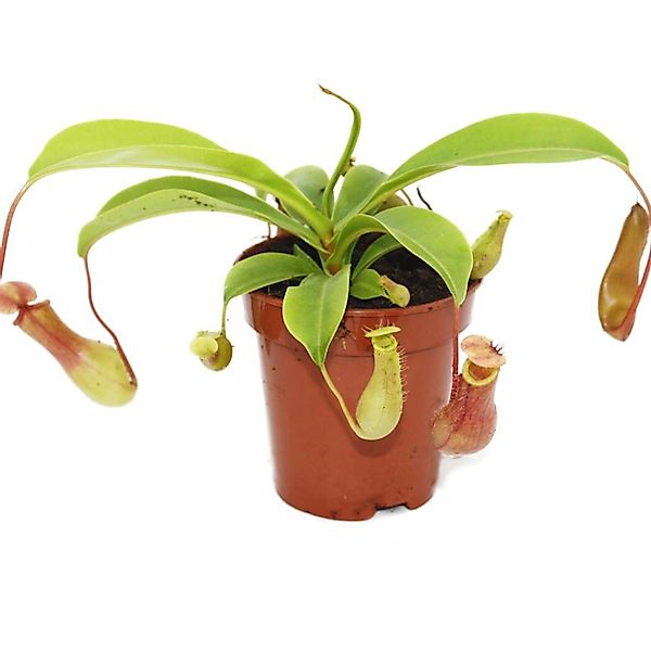 Exotenherz Zimmerpflanze Kannenpflanze - Nepenthes - 9cm Topf günstig online kaufen